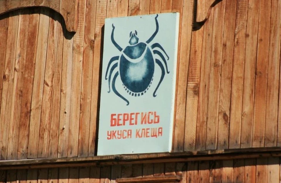 Теплая погода повысила активность клещей на Алтае
