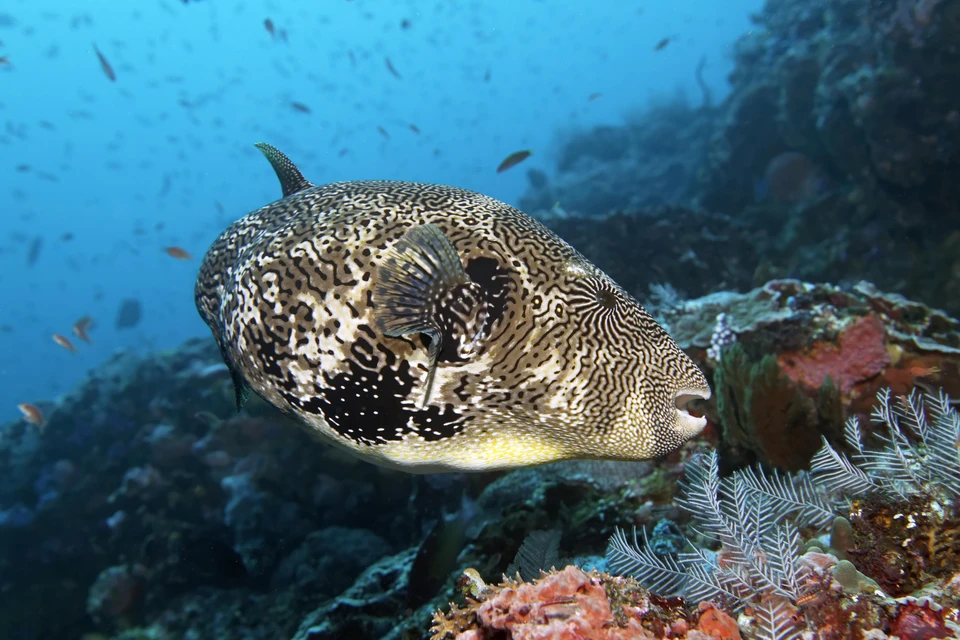 Минэкологии Сахалина предупредило рыбаков об угрозе из-за появления рыбы фугу