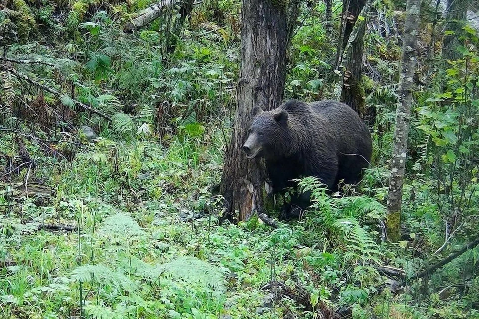 В Алтайском биосферном заповеднике. Кадр с фотоловушки Юрия Калинкина