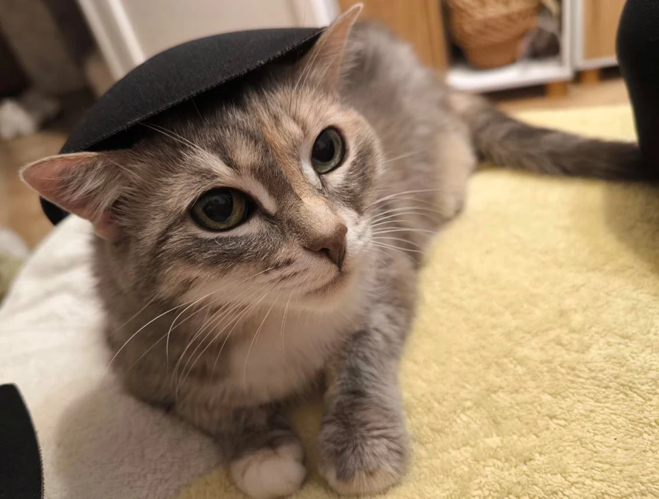 Котикам осенью нужна особая забота