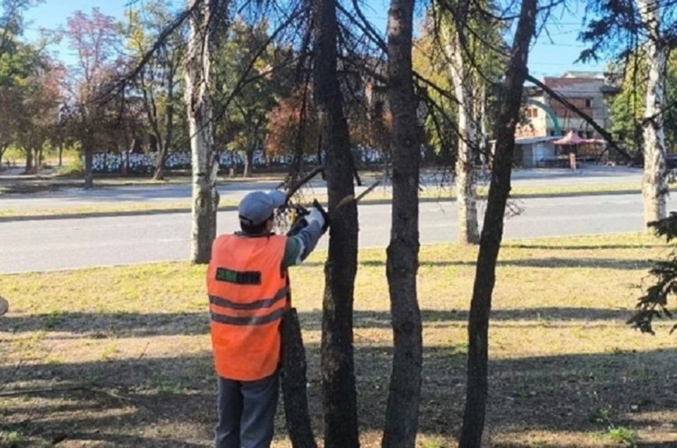 Рабочие зеленого строительства тщательно обрезают аварийные и сухостойные деревья для обеспечения безопасности жителей. Фото: Администрация Донецка