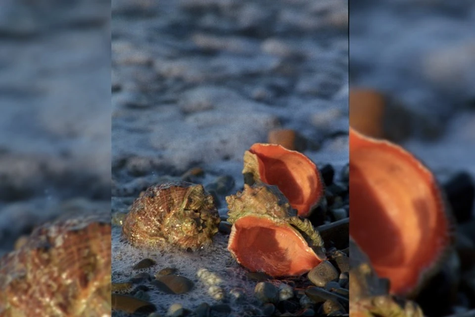 Моллюск заполонил Азовское море