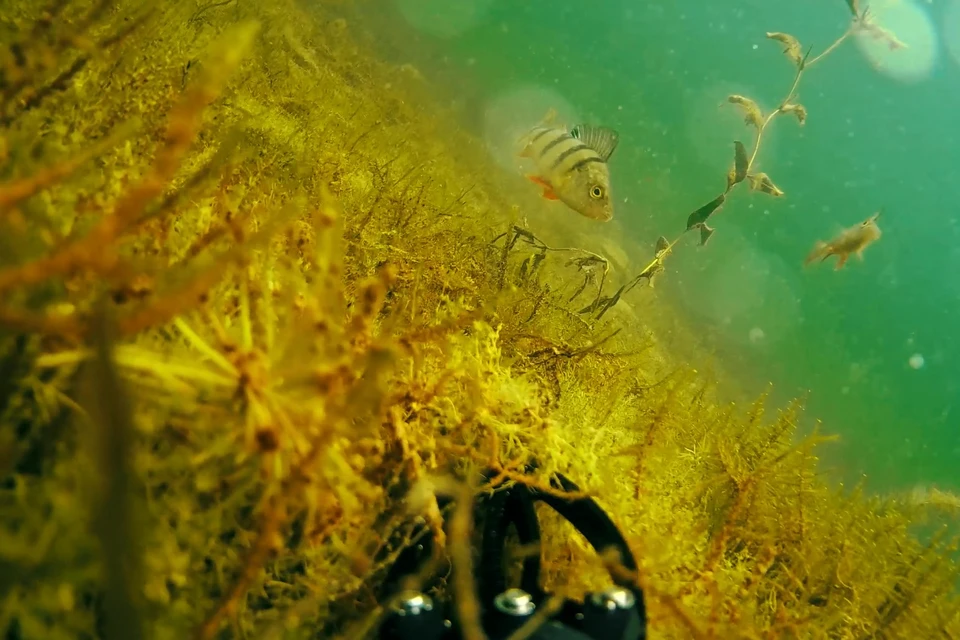 Фото со дна: Евгений Замятин, предоставлено минэкологии Челябинской области