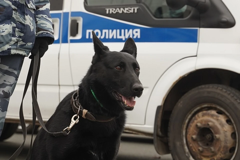 В полиции Магадана появились три новые служебные собаки