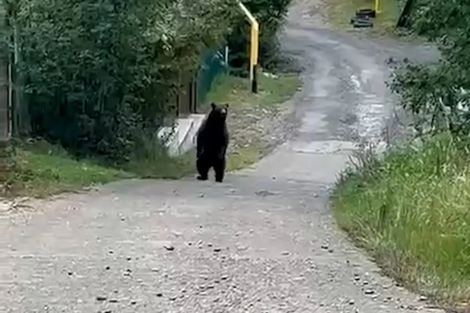 Медведей встречают на улицах даже днем. Фото: скриншот видео