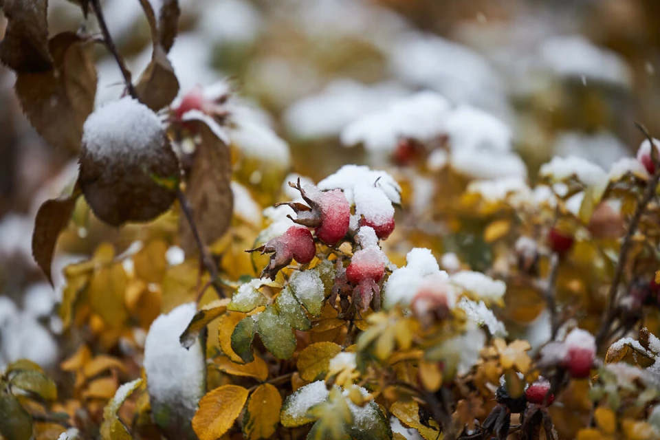 В Новосибирске ожидается снег, дождь и гололед.