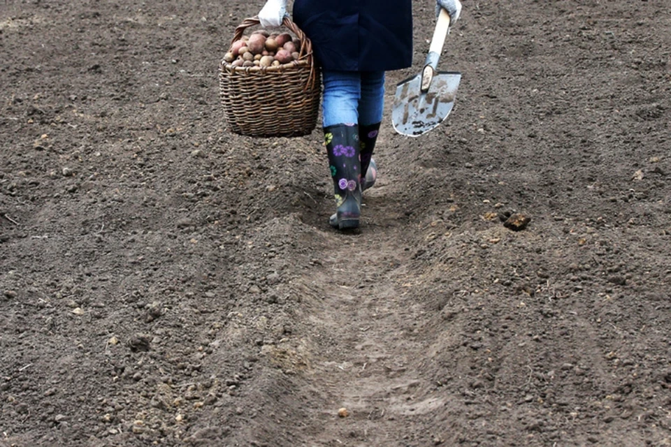 Еще не собрали остатки урожая? Срочно за дело!