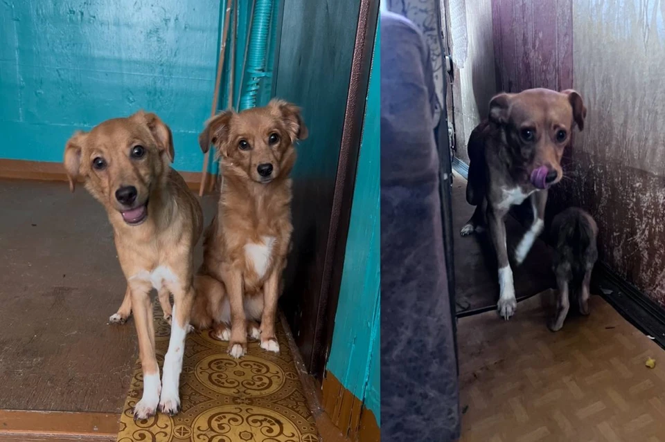 Под Новосибирском мужчина запер в квартире без еды и воды 10 собак. Фото: предоставлены соседями