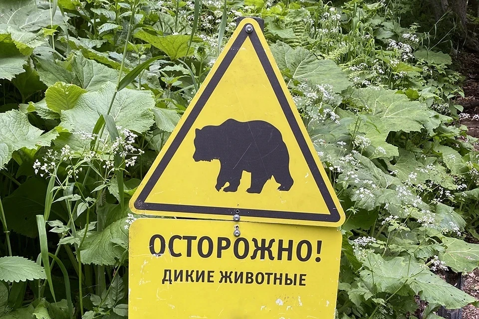 Важно помнить: при встрече с диким животным нельзя паниковать.