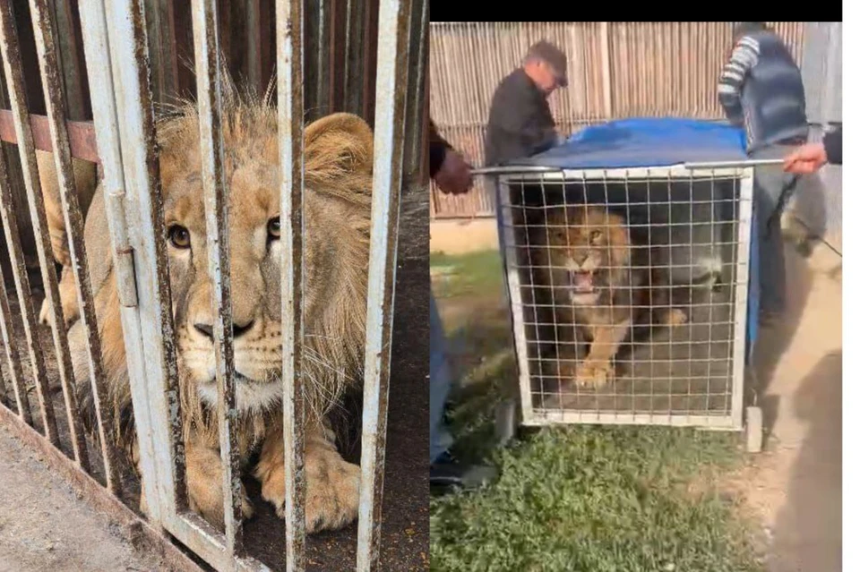 Симба жил одиноко в тесной клетке. Фото: соцсети Светланы Радионовой