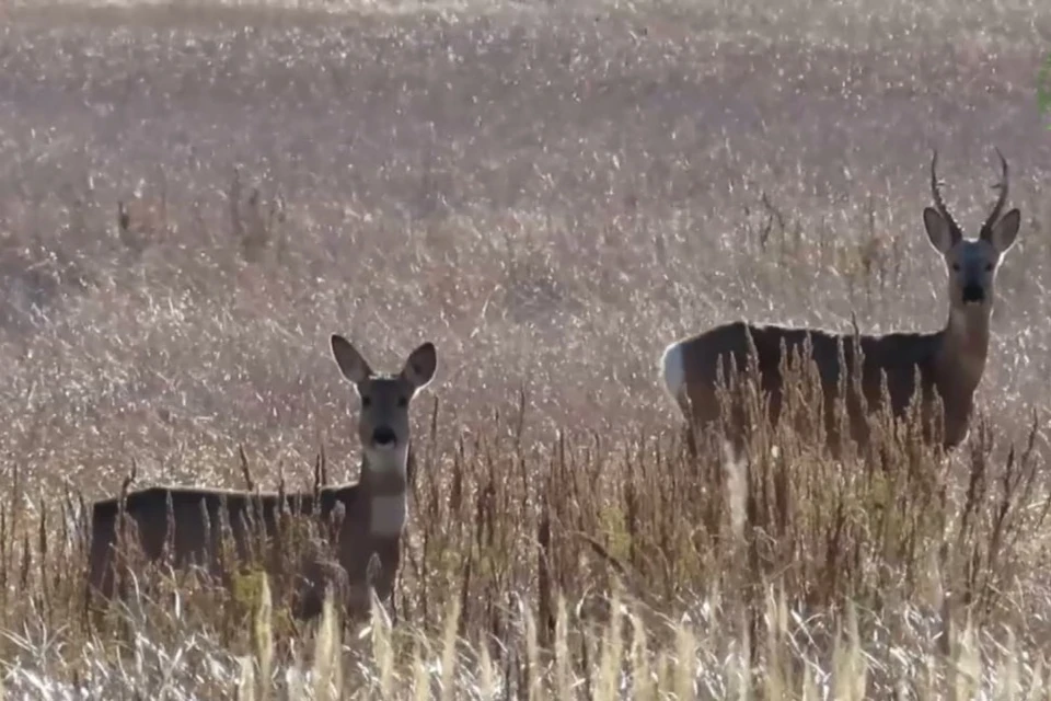 С уходом теплых дней эти грациозные животные сменяют ярко-рыжую летнюю шубку на более спокойный и теплый светло-серый окрас. Фото и видео: Дирекция ООПТ Оренбургской области