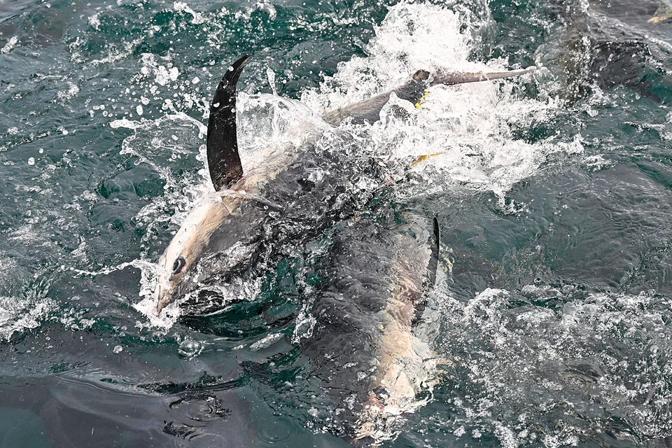 По информации источника, рыбаки поймали рыбу недалеко от острова Итуруп