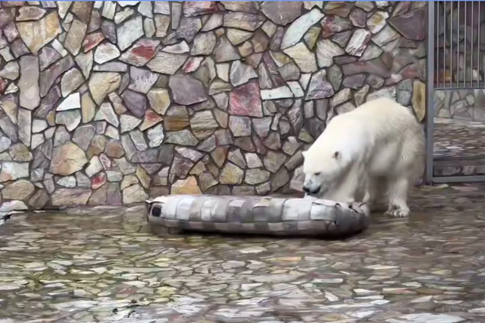 Белой хищнице подарили необычную игрушку. Фото: t.me/lenzoopark