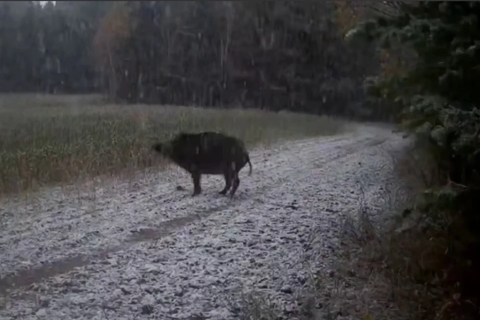 Фото: стоп-кадр видео объединенной дирекции заповедника «Саяно-Шушенский» и национального парка «Шушенский бор»