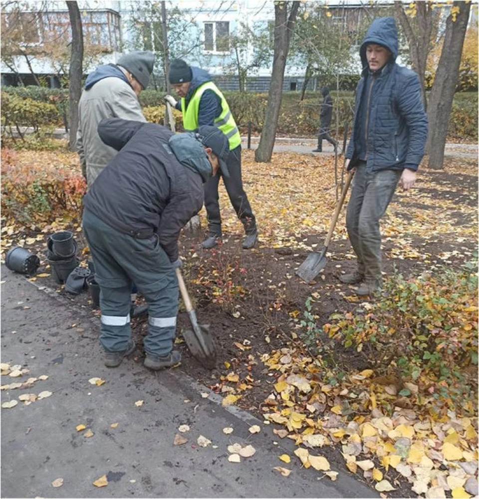 В сквере Айболит в Ульяновске высадили 93 кустарника. Фото администрация Ульяновска