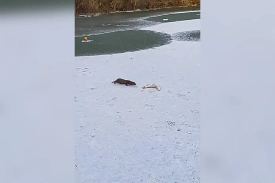Под Ачинском норка своровала у рыбака щуку. Скриншот: видео Лесопожарного центра края