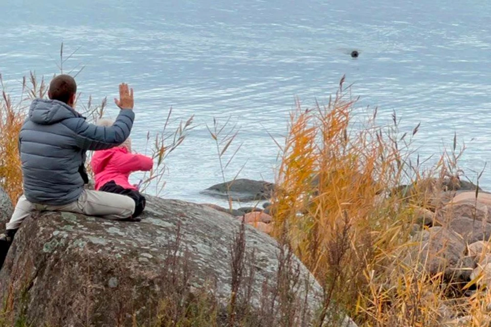 Старинный метод сработал. Фото: Фонд друзей балтийской нерпы