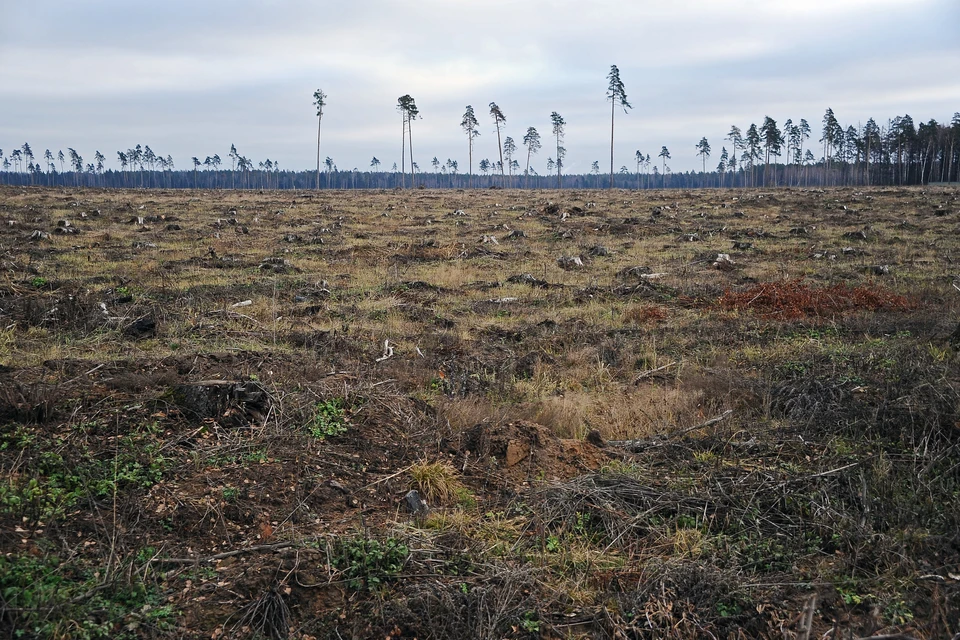 Информация о вырубке начала распространяться в телеграм-каналах.