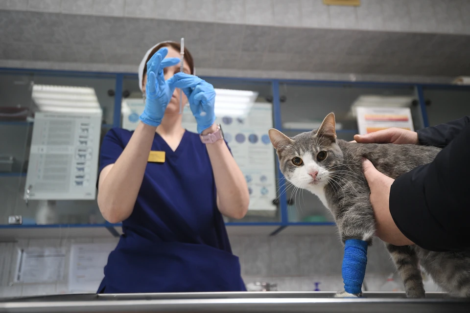 Бешенство неизлечимо и практически всегда смертельно