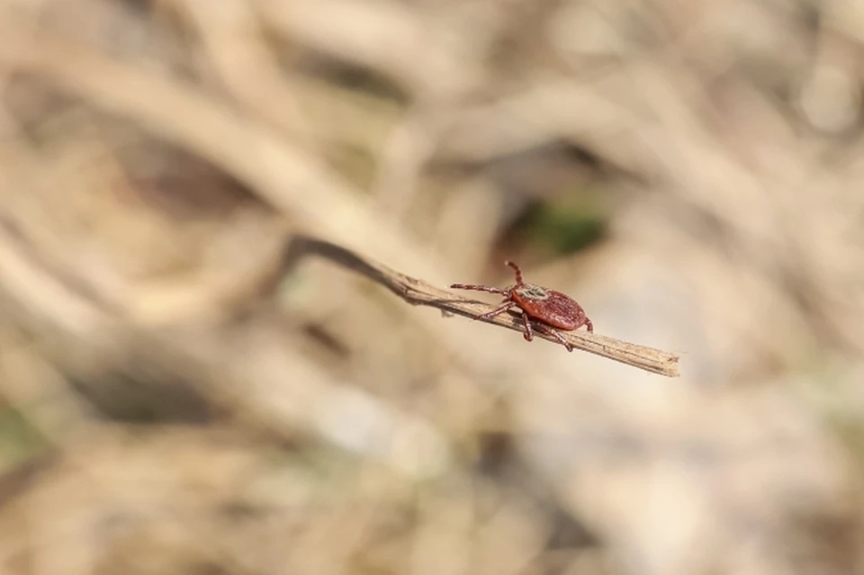 С начала сезона были исследованы 4359 клещей на различные инфекции.