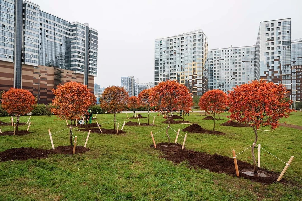 Новые деревья и кусты посадили в разных районах. Фото: Комблаг