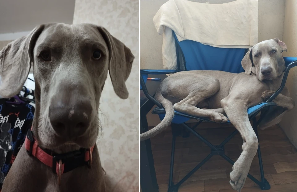 Мужчина собирается оставаться в чужом городе, пока не найдет пропавшего питомца Гилая. Фото предоставлено героем публикации Александром