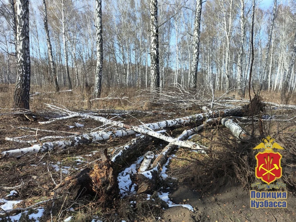 В Кузбассе возбудили дело о незаконной рубке леса. Фото: ГУ МВД России по Кузбассу.