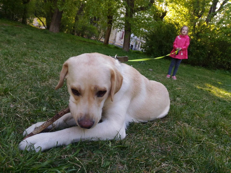 В Госдуме хотят обязать хозяев убирать за питомцами в домах