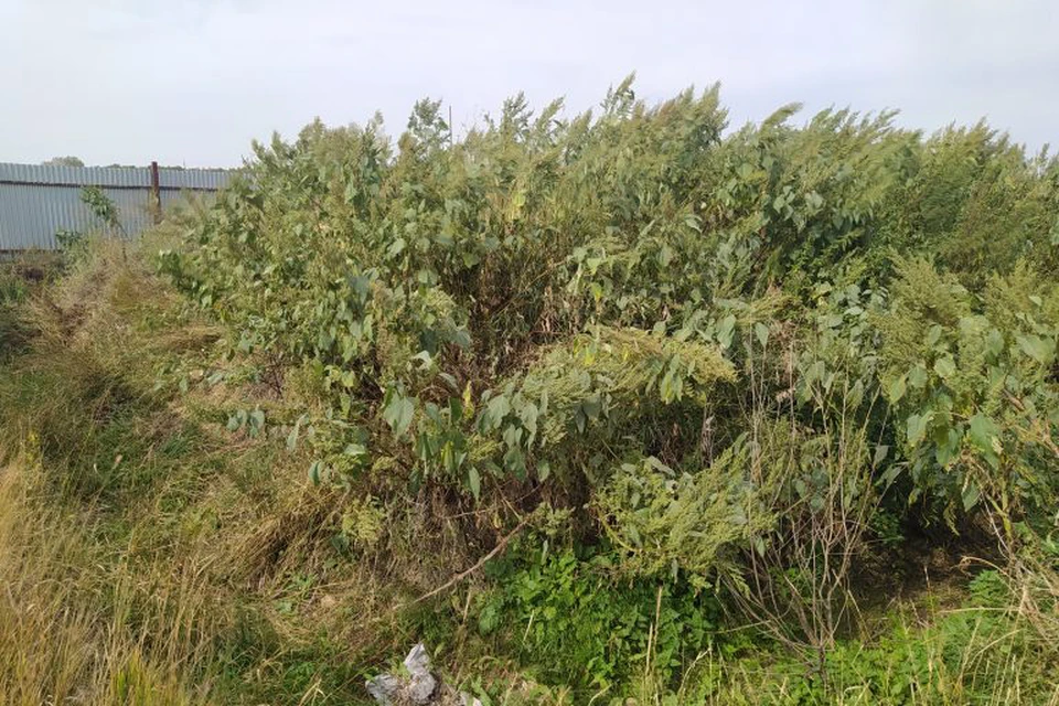 Фото: Уральское управление Россельхознадзора