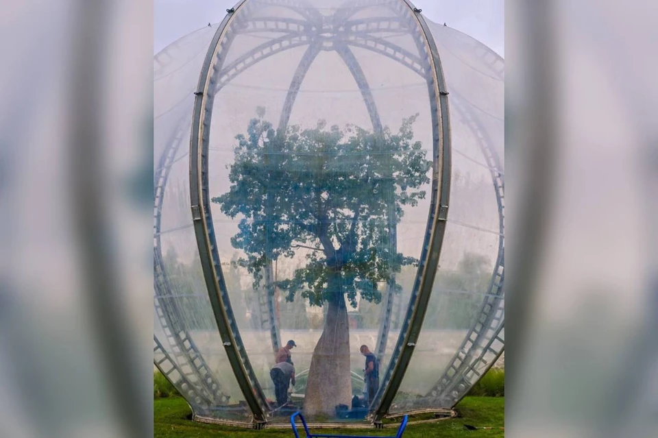 Деревья в парке «Краснодар» начали укрывать в теплицы Фото: t.me/japanese_park_krd