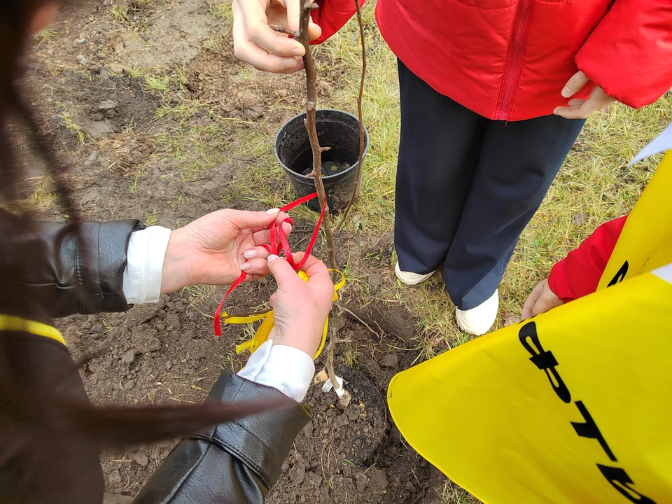 Яблони и груши зацветут уже будущей весной. Фото: АО «Оренбургнефть»