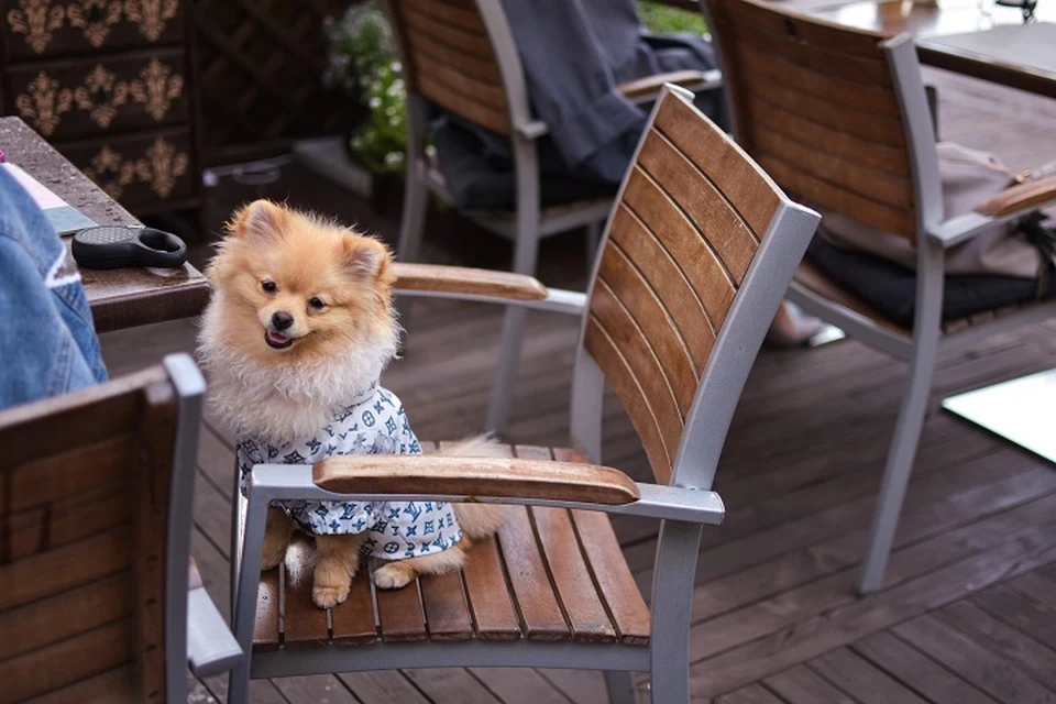 К летним верандам установили новые требования.