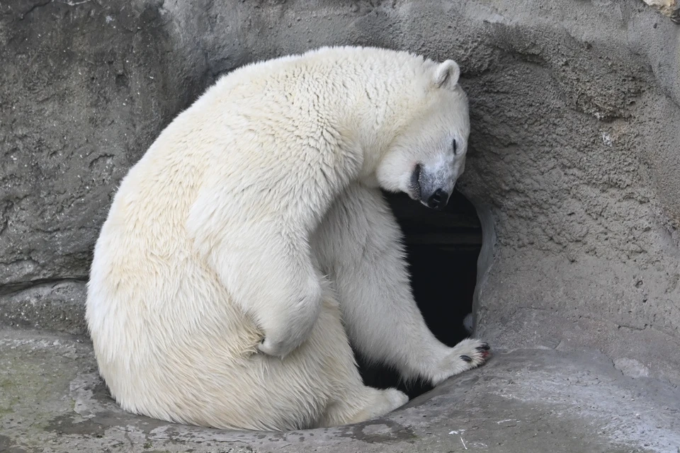 Английский блогер побывал в Новосибирском зоопарке.