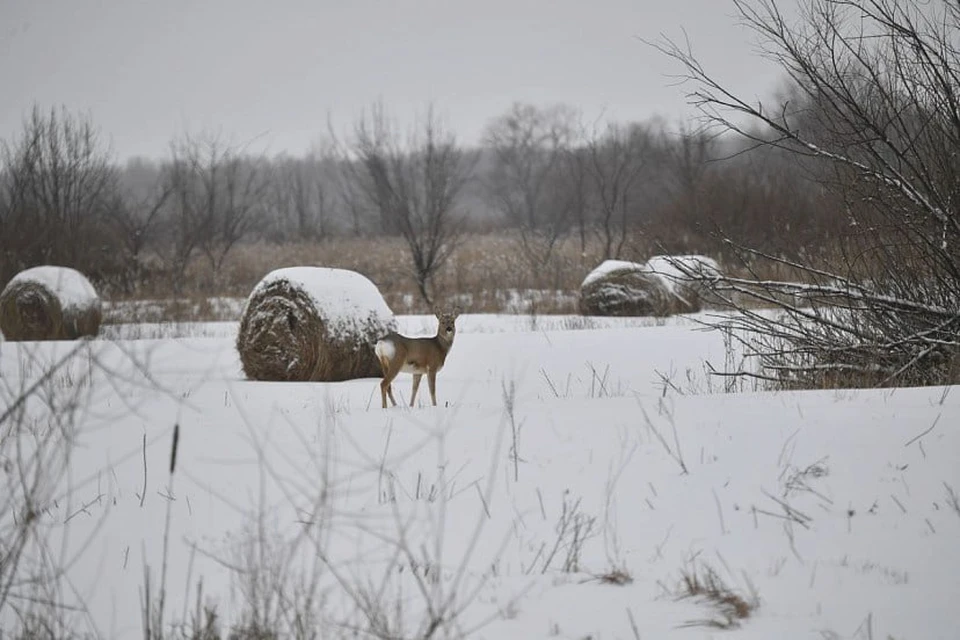 Фото: МинИнформ 64 Z