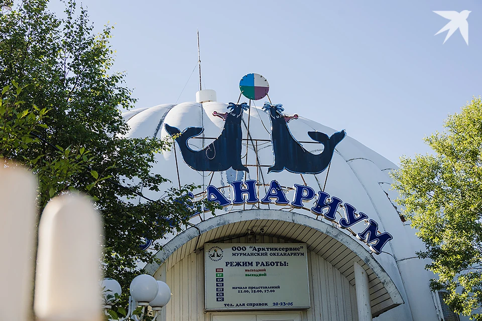 На данный момент специалисты занимаются переводом ластоногих в новые вольеры, некоторые пока капризничают.