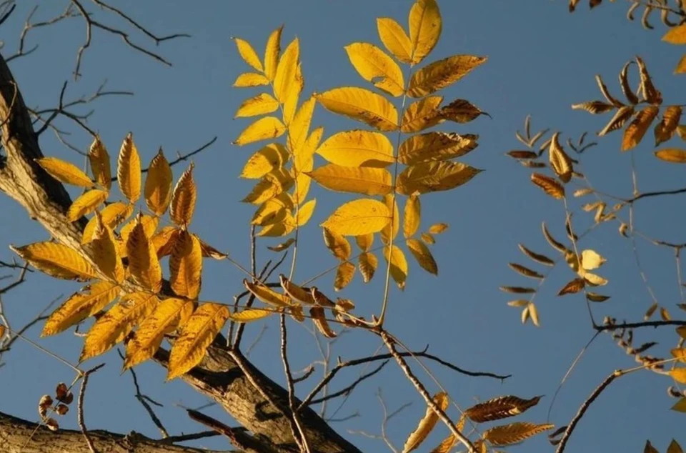 В Барнауле столбики термометров покажут +8...+10 градусов