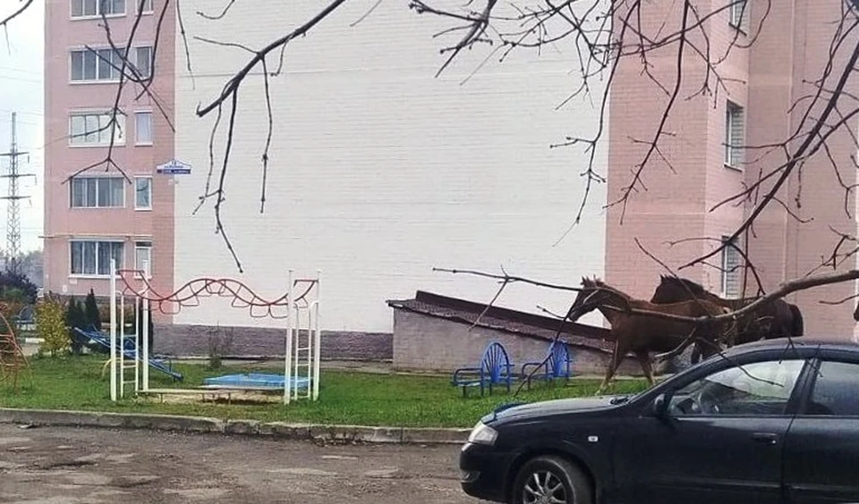 В Калуге коровы и лошади все еще безнадзорно пасутся во дворах.