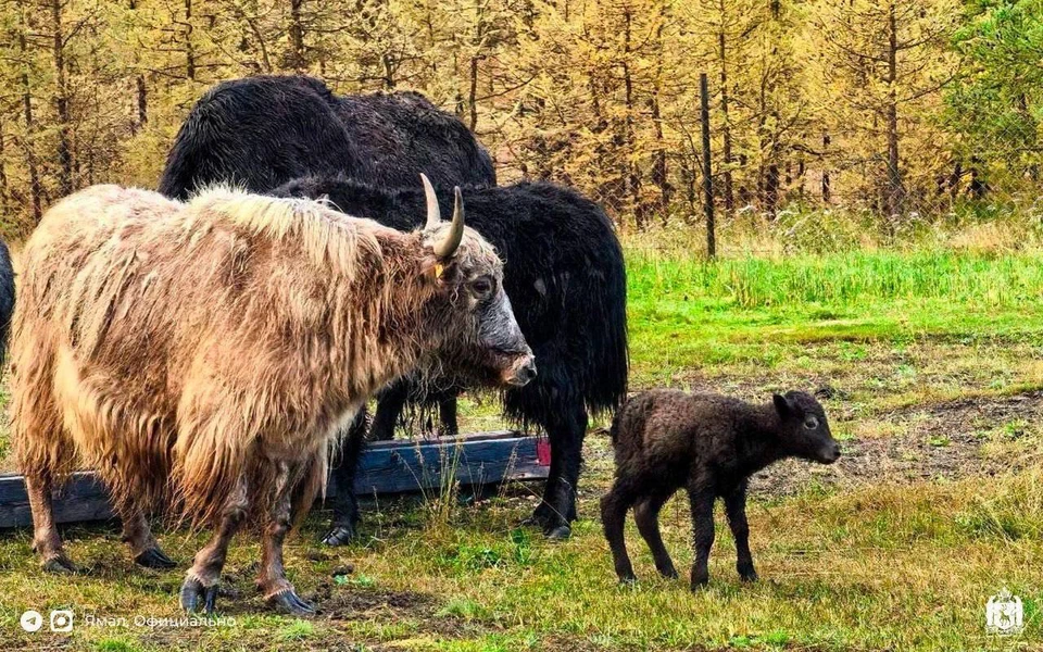 Фото: телеграм-канал «ЯМАЛ Официально»