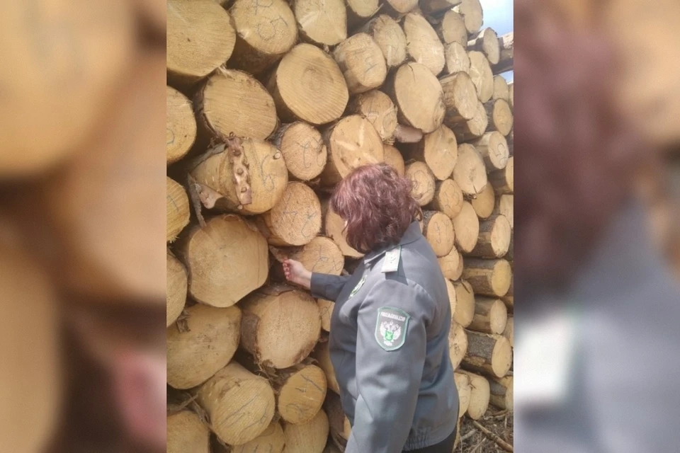 Лесная отрасль остается одной из ключевых для экономики Тверской области. Фото: Управление Россельхознадзора по Тверской и Ярославской областям.