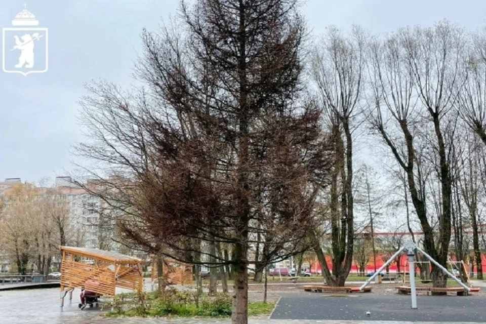 Эту ель уже убрали.