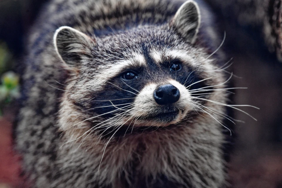 Минприроды Кубани не планирует массовый отстрел енотов.