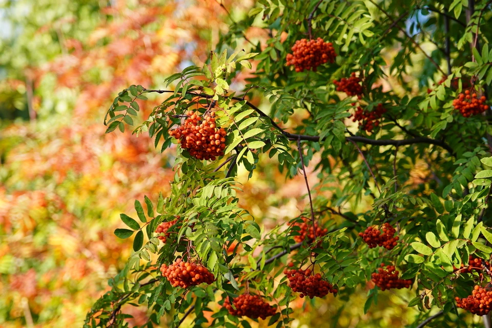 В Новосибирской области до конца октября задержится теплая и сухая погода.