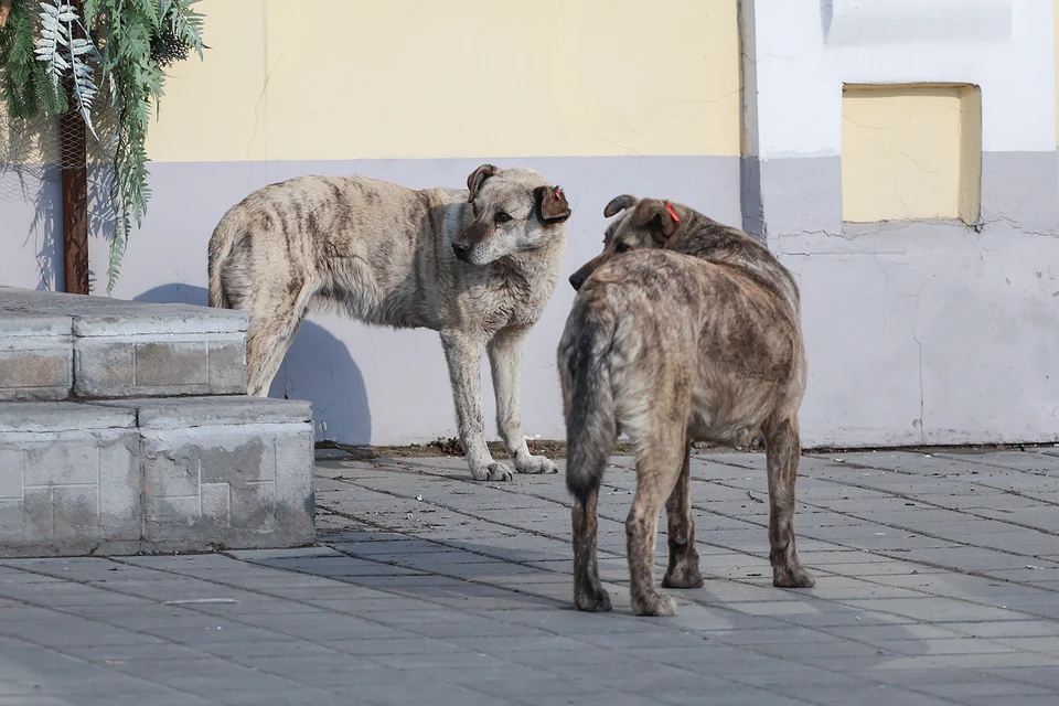 В Республике Алтай за неделю с 18 по 24 октября от укусов животных пострадали 12 человек