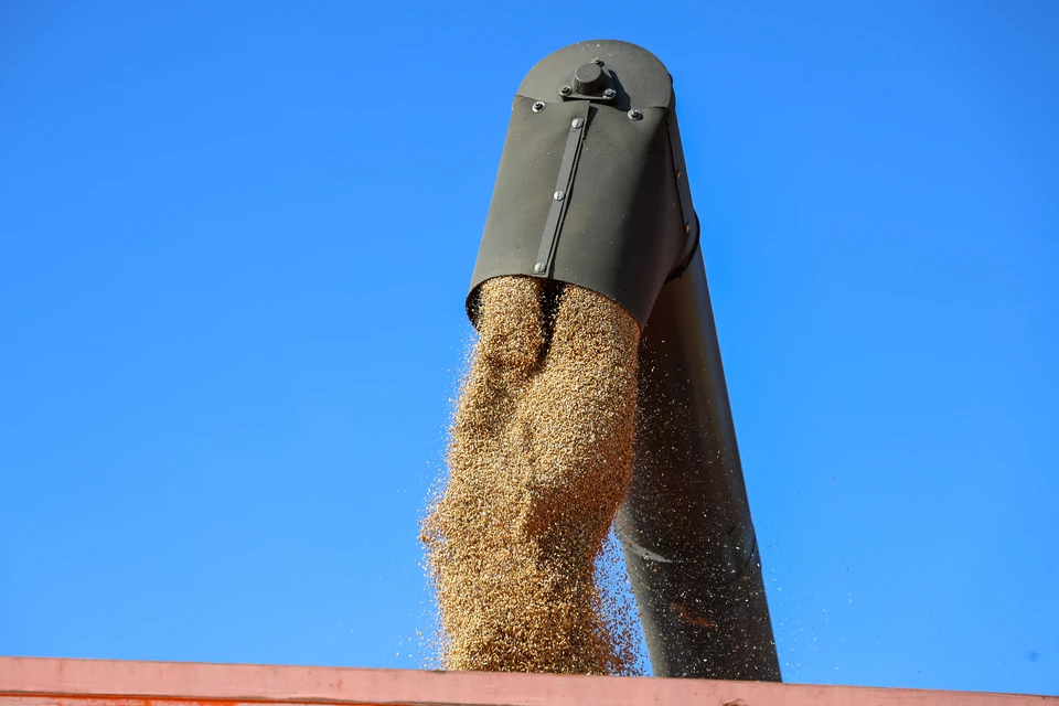 Основу запасов в заготовительно-перерабатывающем секторе составила пшеница