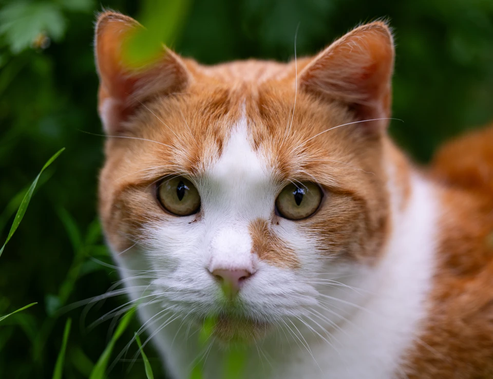 Рыжий кот Вася стал талисманом подразделения в зоне СВО