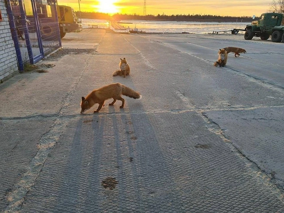 Фото: паблик «Подслушано № 1 Лабытнанги - Харп», соцсеть «ВКонтакте»