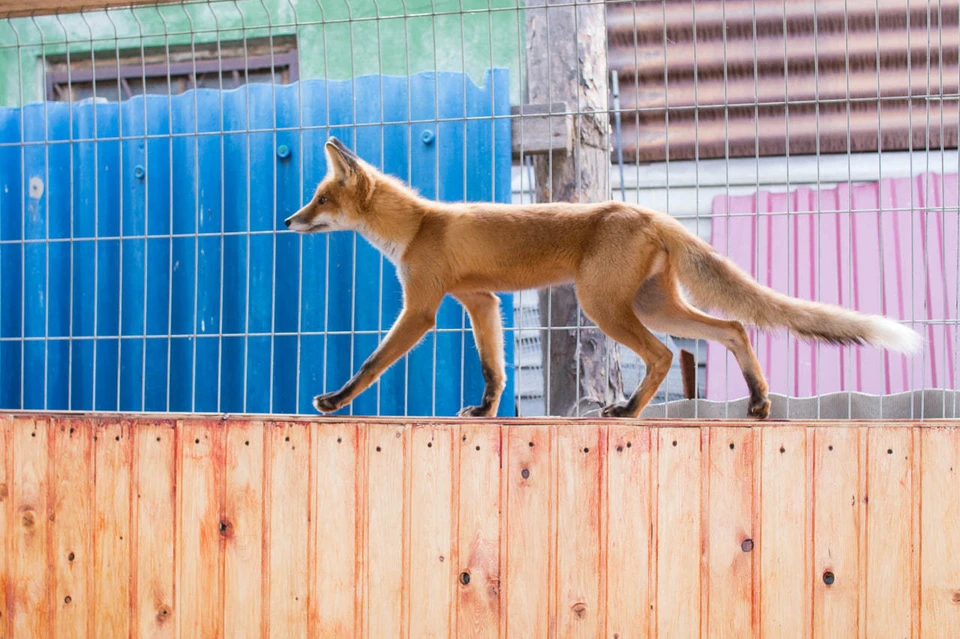 Помните, что дикие животные – это не домашние питомцы, и их поведение может быть непредсказуемым