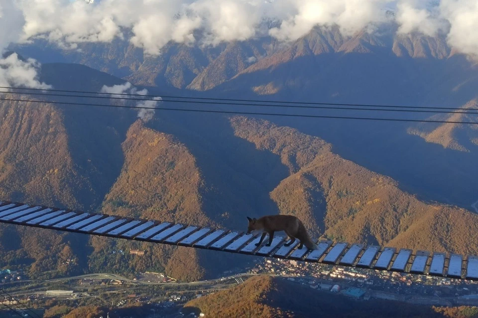 Фото: t.me/notathlet