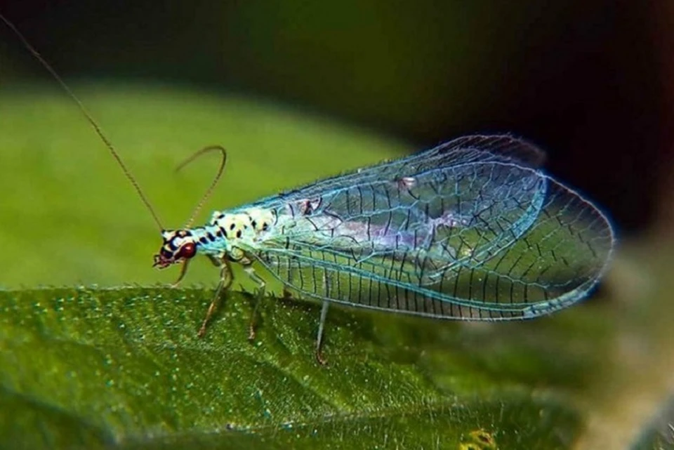 Полезных насекомых завезли на Урал в течение пяти дней. Фото: Управление Россельхознадзора по Свердловской области