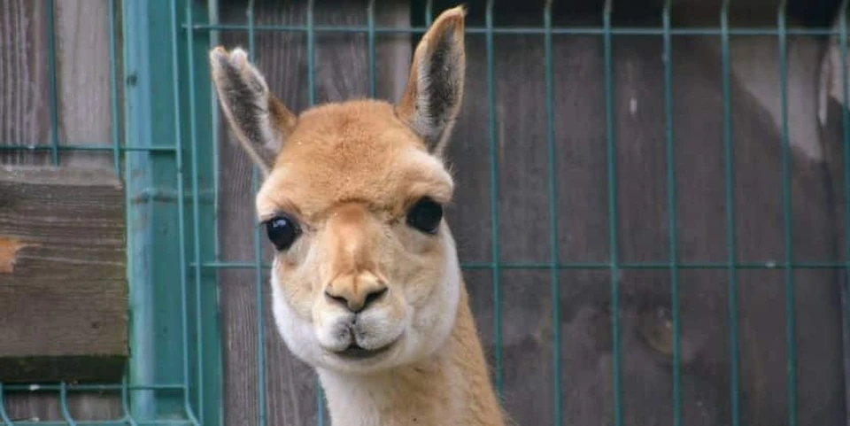 Фото: Костромской зоопарк